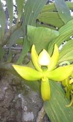 Cycnoches