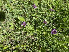 Prunella grandiflora