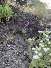 Penstemon platyphyllus