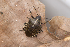 Rhacognathus punctatus