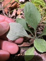 Antennaria plantaginifolia