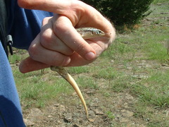 Plestiodon obsoletus