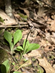 Antennaria plantaginifolia