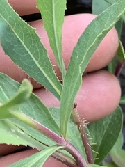 Penstemon platyphyllus