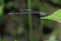 Prodasineura autumnalis