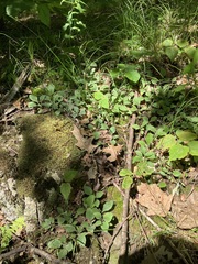Antennaria plantaginifolia