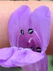 Penstemon platyphyllus