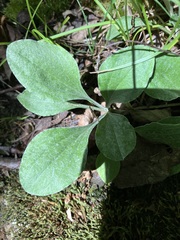 Antennaria plantaginifolia
