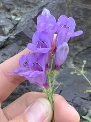 Penstemon platyphyllus