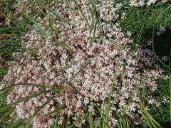 Sedum anglicum