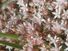Sedum anglicum