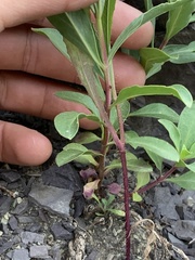 Penstemon platyphyllus
