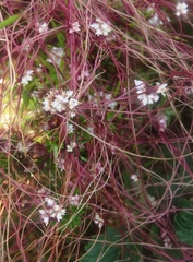 Cuscuta epithymum