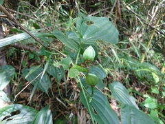 Stemona tuberosa