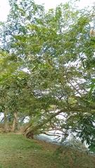 Inga