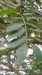Inga