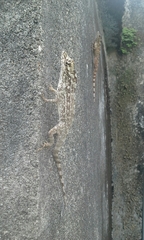 Anolis sulcifrons