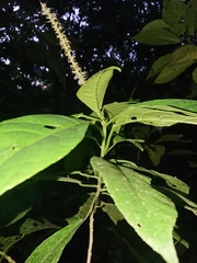 Acalypha skutchii