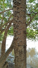 Inga