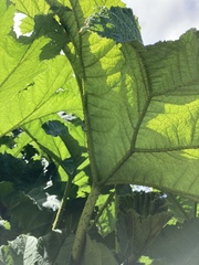Gunnera manicata