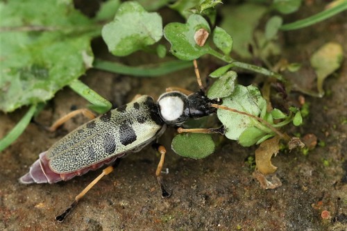 Chauliognathus tigrinus · iNaturalist