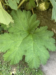 Gunnera manicata