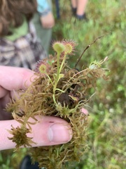 Drosera rotundifolia