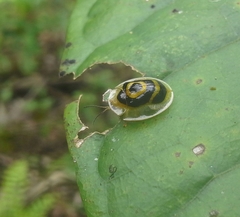 Ischnocodia annulus