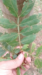 Inga
