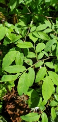 Vaccinium alaskaense