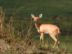 Raphicerus campestris neumanni