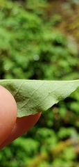 Vaccinium alaskaense