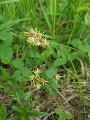 Carex duriuscula