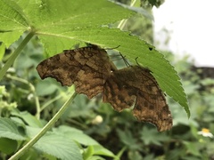 Polygonia c-aureum lunulata