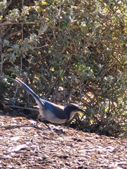 Aphelocoma californica