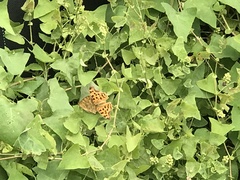 Polygonia c-aureum lunulata