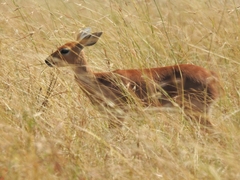 Raphicerus campestris neumanni