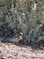Aphelocoma californica