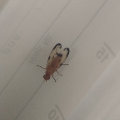 Toxonevra quinquemaculata