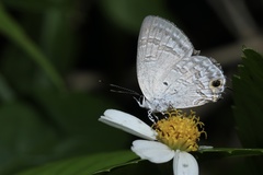 Sinthusa chandrana