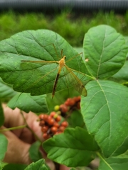 Nephrotoma ferruginea