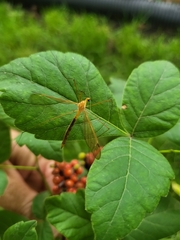 Nephrotoma ferruginea