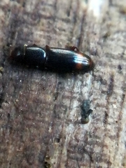 Rhizophagus bipustulatus