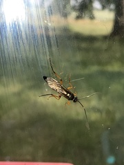 Diphyus quadripunctorius