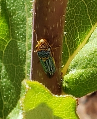 Oncometopia nigricans