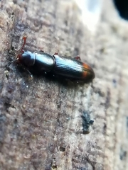 Rhizophagus bipustulatus