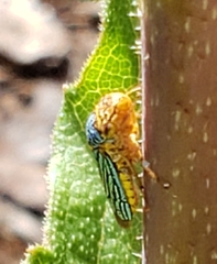 Oncometopia nigricans