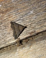 Heterogramma circumflexalis