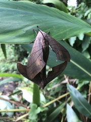 Marumba cristata