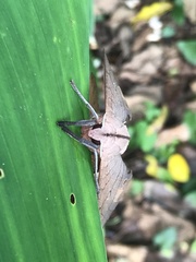 Marumba cristata